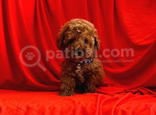 A Kali̇te Mi̇ni̇ Toy Poodle Bebekleri̇mi̇z görsel