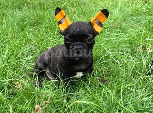 Her Renk French Bulldog Mevcut görsel