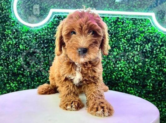 Aradiğiniz Malti̇poo Yavrulari Kuzeypuppi̇este görsel
