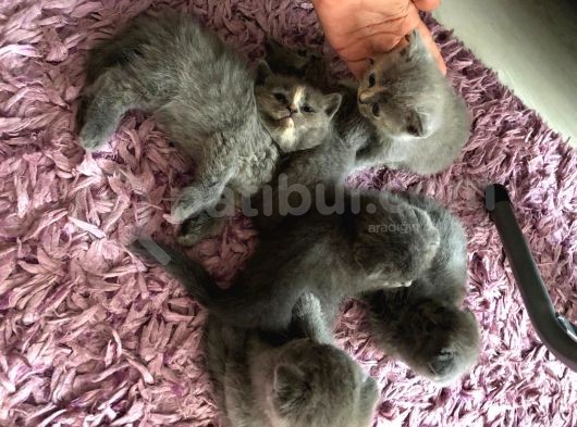Yeni Yuvalarına Gitmeye Hazir Bebeklerimiz görsel