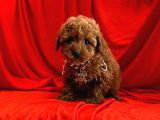 A Kali̇te Mi̇ni̇ Toy Poodle Bebekleri̇mi̇z