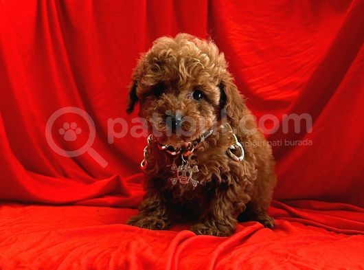 A Kali̇te Mi̇ni̇ Toy Poodle Bebekleri̇mi̇z görsel