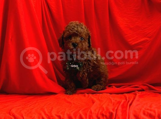 A KALİTE MİNİ TOY POODLE BEBEKLERİMİZ