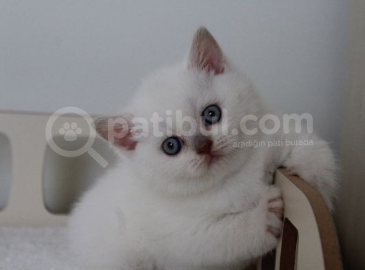 Safkan Lilac Point Oğlan görsel
