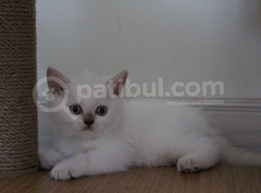 Safkan Lilac Point Oğlan görsel