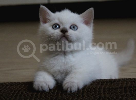 Safkan Lilac Point Oğlan görsel