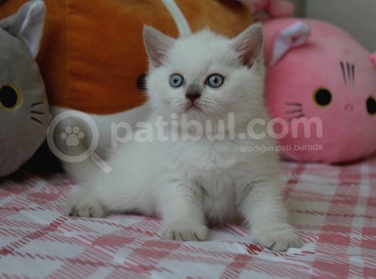Safkan Lilac Point Oğlan