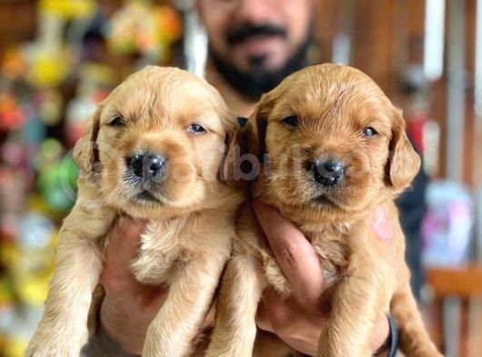 Bebek Yüzlü Golden A Kali̇te Irk