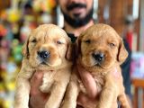Bebek Yüzlü Golden A Kali̇te Irk