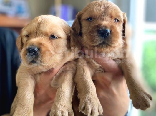 Bebek Yüzlü Golden A Kali̇te Irk görsel