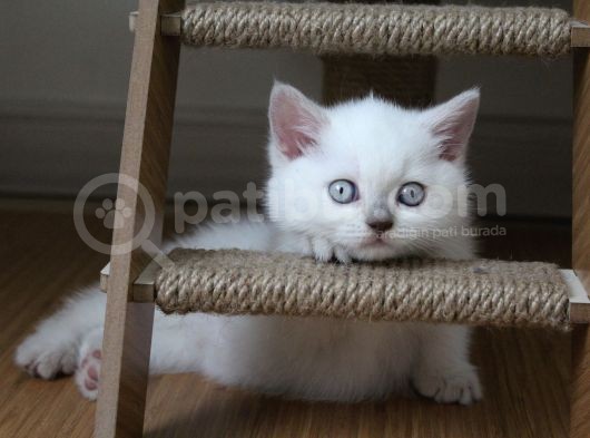 Safkan Lilac Point Oğlan görsel