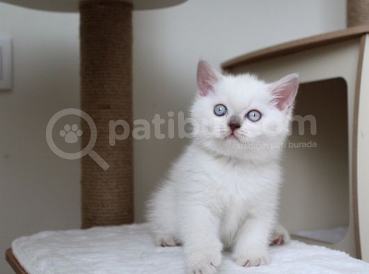 Safkan Lilac Point Oğlan görsel