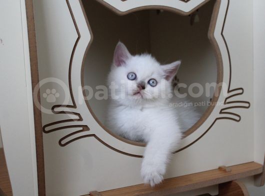 Safkan Lilac Point Oğlan görsel