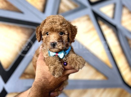 Toy Poodle Bebekler