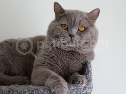 Safkan Lilac Point Oğlan görsel