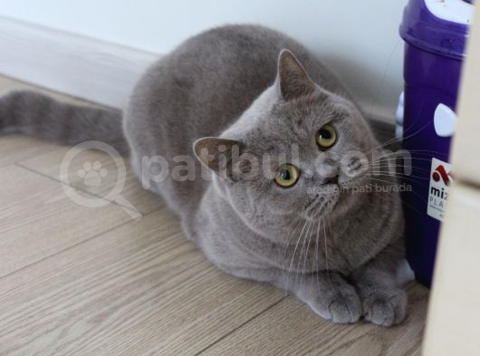 Safkan Lilac Point Oğlan görsel