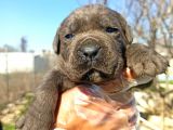 Cane Corsa Yavrularımız Bursa Türkiye Tüm İller Ve Avrupaya  Gönderim Mevcuttur