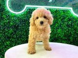 AÇIK RENK MALTİPOO YAVRULARI