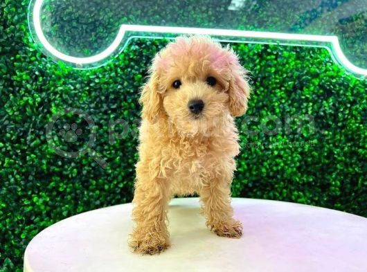 Açik Renk Malti̇poo Yavrulari