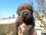 Cane Corsa Yavrularımız Bursa Türkiye Tüm İller Ve Avrupaya  Gönderim Mevcuttur