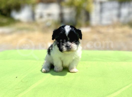 Teacup Maltipoo Kızımız