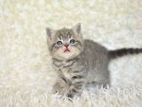 Blue golden eşşiz renk tonlarıyla british shorthair