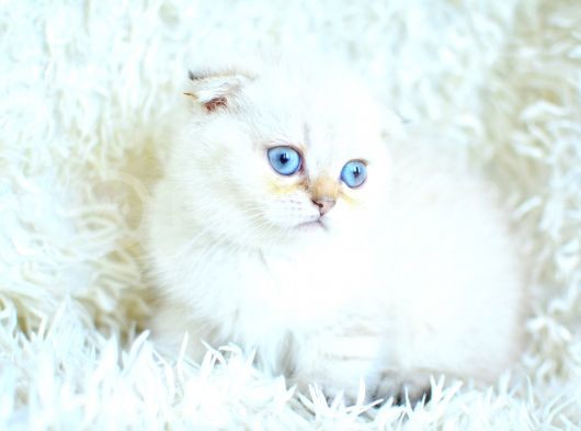 Tatlı Suratıyla Ns25 Scottish Fold Shorthair Yavrumuz