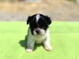 Teacup Maltipoo Kızımız