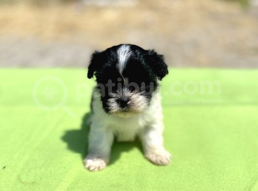 Teacup Maltipoo Kızımız görsel