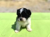 Teacup Maltipoo Kızımız