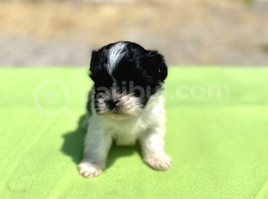 Teacup Maltipoo Kızımız görsel