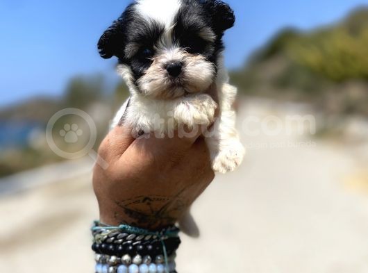Micro Teacup Maltipoo Oğlumuz görsel