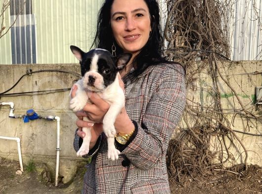 French Buldog Yavrularım Sağlık Ve Irk Garantilidir