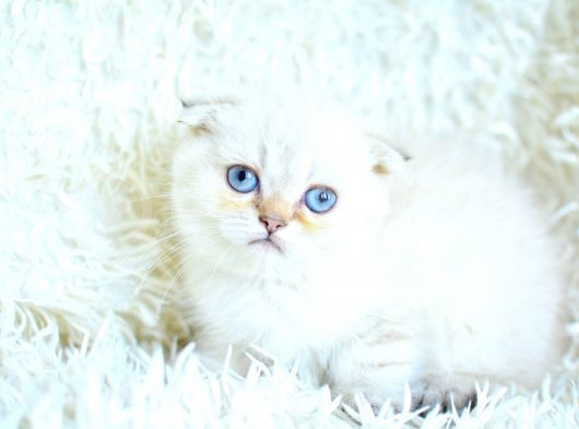 Tatlı Suratıyla Ns25 Scottish Fold Shorthair Yavrumuz görsel