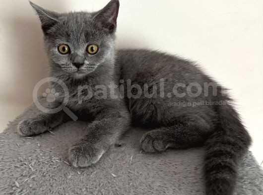 British Sevimli Yavrularımız görsel