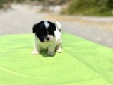 Teacup Maltipoo Kızımız