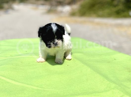 Teacup Maltipoo Kızımız görsel