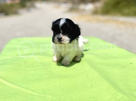 Teacup Maltipoo Kızımız görsel