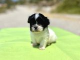 Teacup Maltipoo Kızımız