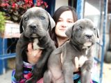 Cane Corso Yavru