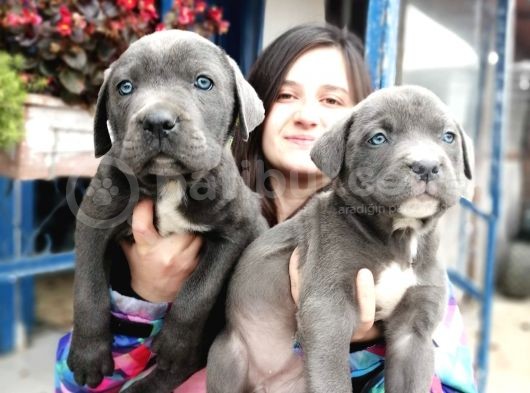 Cane Corso Yavru görsel