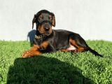 Fci Kif A Scr Li̇ Doberman Yavrular