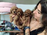 Aşik Olma Garanti̇li̇ Toy Poodle Bebekler