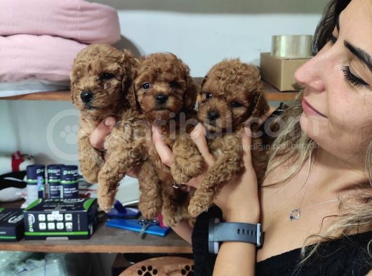 AŞIK OLMA GARANTİLİ TOY POODLE BEBEKLER