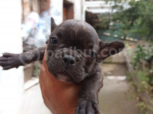 Blue Taşıyıcı Kaliteli Dişi Yavru French görsel