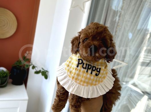 Red Dişi Poodle Yavrumuz görsel