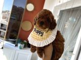 Red dişi poodle yavrumuz