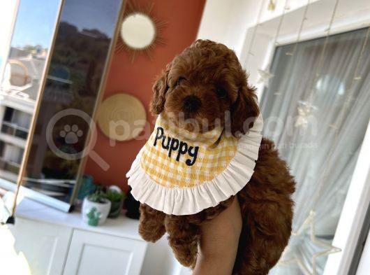 Red Dişi Poodle Yavrumuz