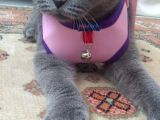 Damizlik Safkan Irk Scottish Foldbritihs Shorthair 