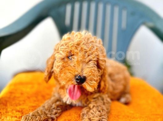 Son Kalan Red Toy Poodle Erkek Yavrumuz görsel